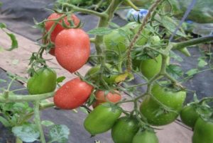 Beschreibung und Eigenschaften der Tomatensorte Bells of Russia