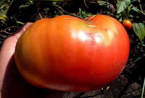 vzhľad veľkého kráľa paradajok