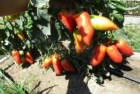 arbustos de tomate