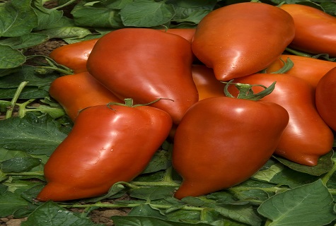 wydłużony pomidor