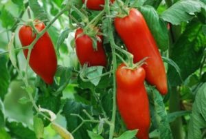 Egenskaber og beskrivelse af Kornabel-tomatsorten, dens dyrkning