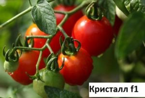 Kristal F1 domates çeşidinin büyümesi, özellikleri ve tanımı
