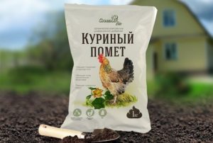 Comment nourrir les concombres avec des excréments de poulet dans une serre et en plein champ