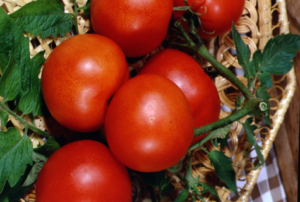 Eigenschaften und Beschreibung der Tomatensorte Lakomka