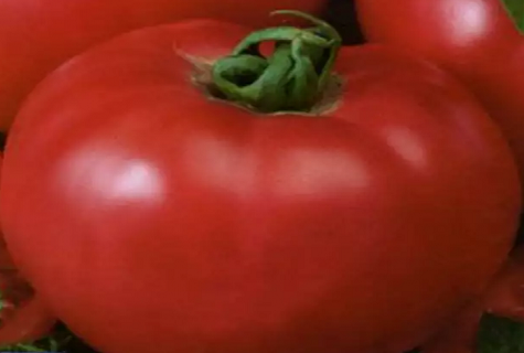 noteicošais tomāts