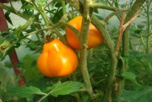 Charakteristika a popis odrůdy rajčat Lamp (Bulb, Aladdin's Lamp)