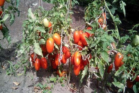 selektívne paradajka