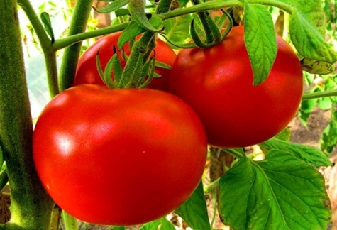 Aussehen von Tomaten Jane