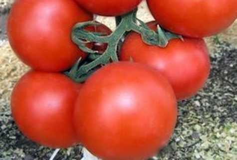 tomatbuskar Ekaterina