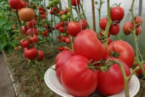Kenmerken en beschrijving van de variëteit van tomaat Robin