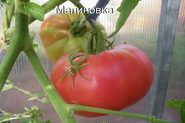 greenhouse vegetable