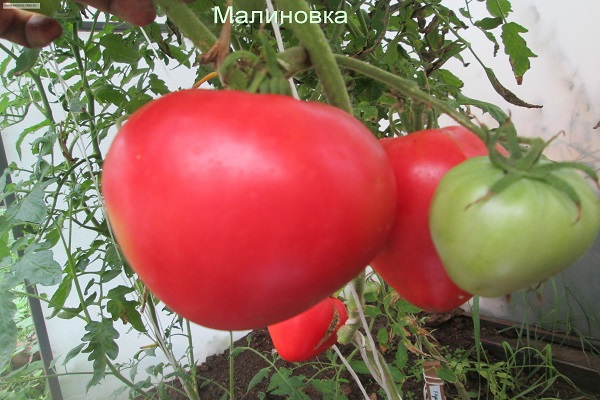 tomates à la maison