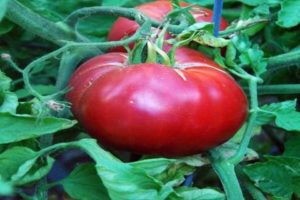 Merkmale der Tomatensorte Himbeerparadies und Ertrag