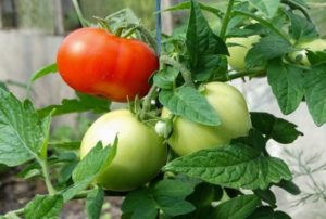 Mashenka domates çeşidinin özellikleri ve tanımı, verim