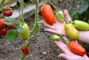 Pomidorų veislės Hypil 108 f1 savybės ir aprašymas, derlius