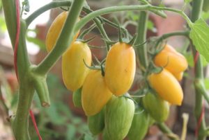 Pomidorų veislės savybės ir aprašymas Medaus pirštai