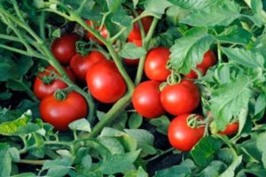 Pomidorų auginimo „Terekhin“ metodo technologijos ypatybės