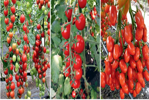 verscheidenheid aan tomaten