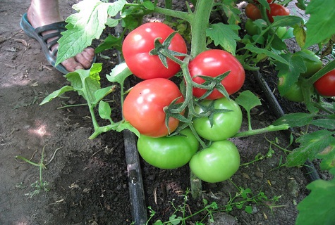 grön tomatbuske