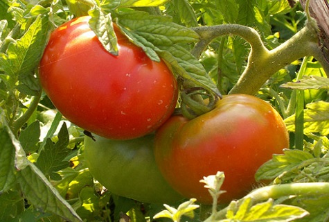 tidig tomat