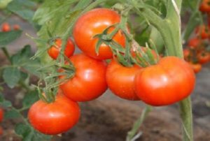 Beskrivning och egenskaper hos tomatsorten Tidigt 83