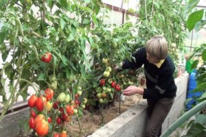 Geriausios mažai augančių pomidorų veislės šiltnamiui iš polikarbonato