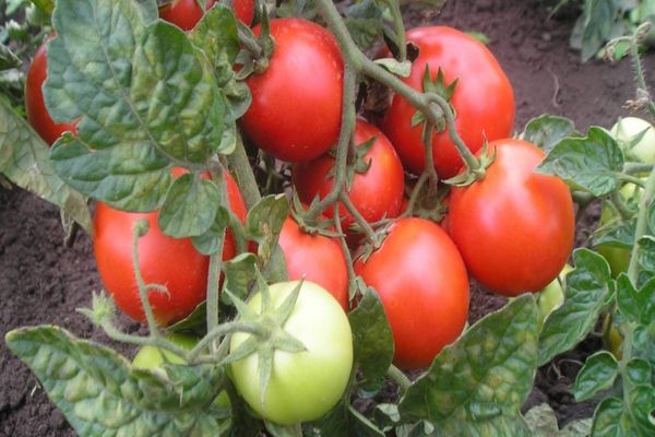 understora tomater