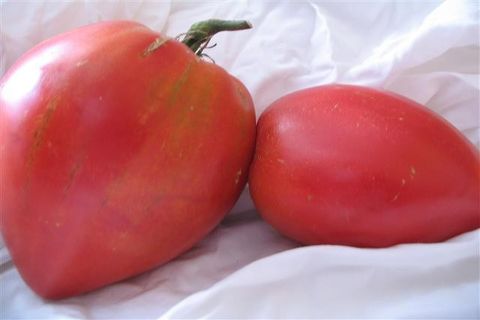 Ob dome paradajky