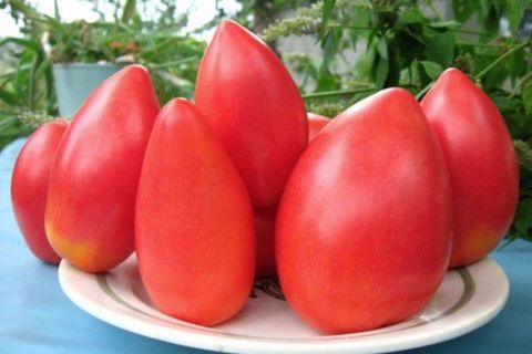 boli de tomate