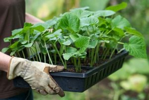 Как правилно да засаждате и да се грижите за краставици в оранжерия