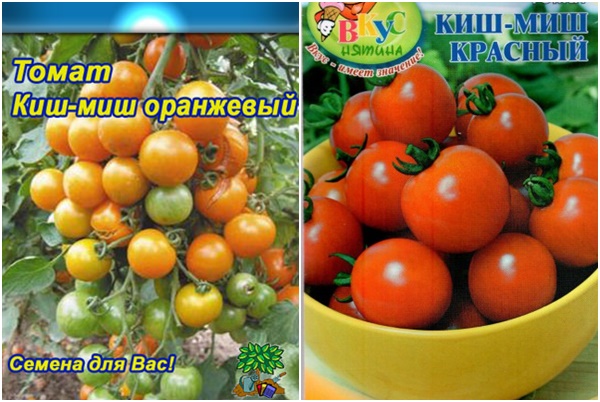 paradajkové semená Kish mish