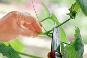 Hur man knyter gurkor i det öppna fältet och i växthuset korrekt