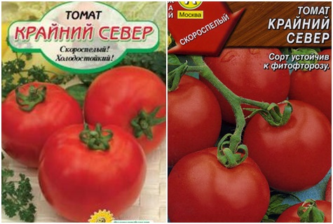 tomatfrön långt norr