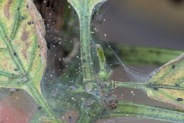 паукова мрежа на биљкама