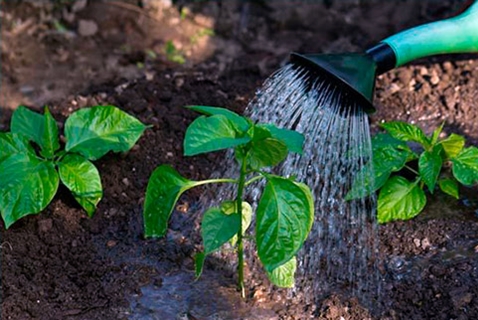 peper in de tuin water geven