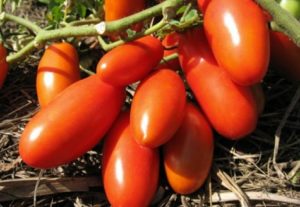 Gulliver-tomaattilajikkeen ominaisuudet ja kuvaus, sen sato