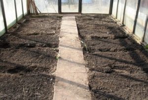Jak připravit půdu ve skleníku na rajčata na jaře