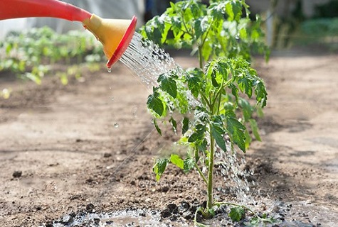 irrigazione con un irrigatore