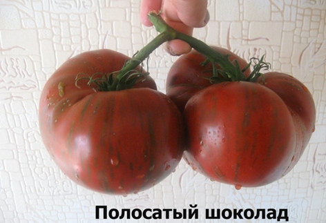 pomidorų derliaus juostelės šokoladas