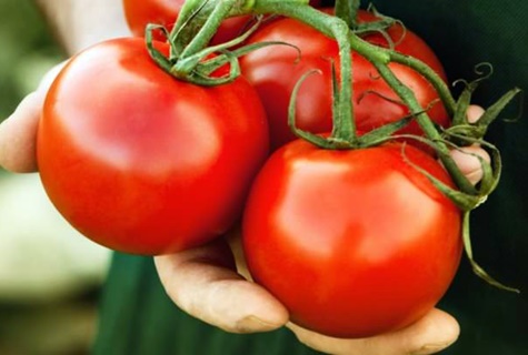 pomidorų Martha F1 išvaizda