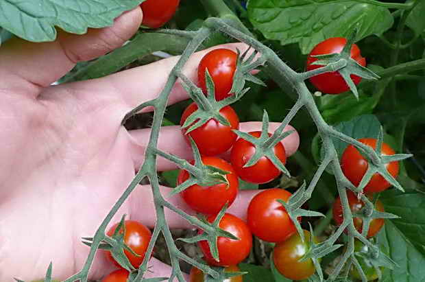 vyšniniai pomidorai rankoje