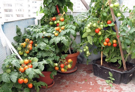 tomater på balkonen