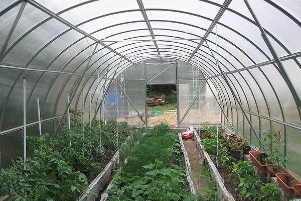 greenhouse na may kamatis