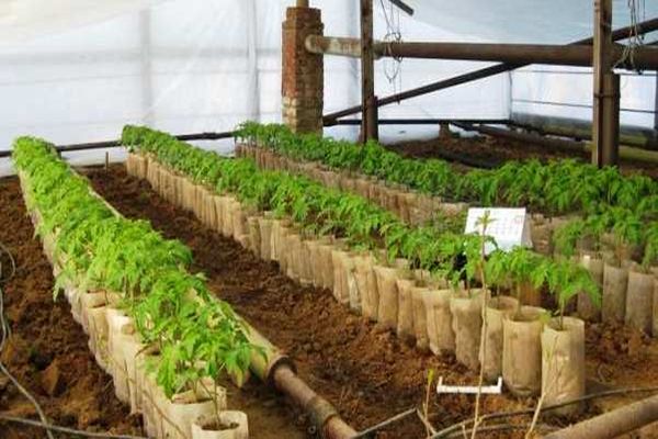 pestovanie skleníka