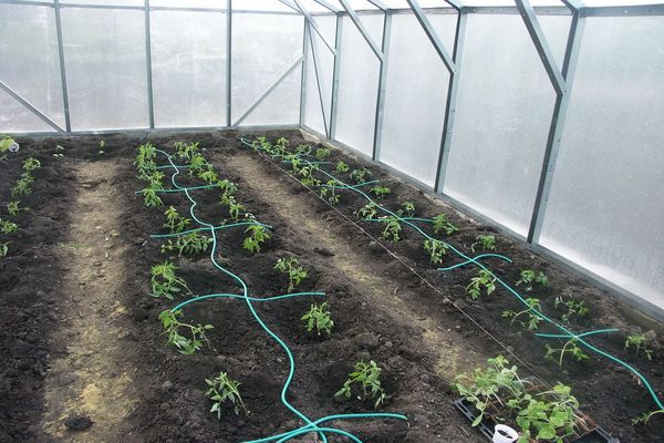 výsadba v skleníku