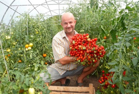 Περιγραφή και χαρακτηριστικά της ποικιλίας ντομάτας Geranium Kiss, η απόδοσή της