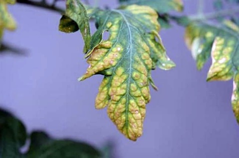 жути лист садница парадајза
