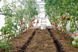 Ako a čo správne mulčovať paradajky v skleníku a na otvorenom poli