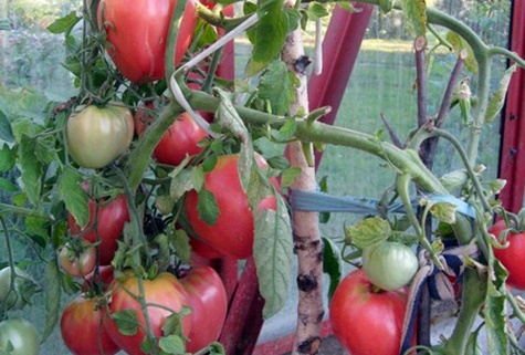 tomatbuskar mormors stolthet i trädgården