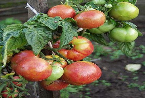 pririšti pomidorai